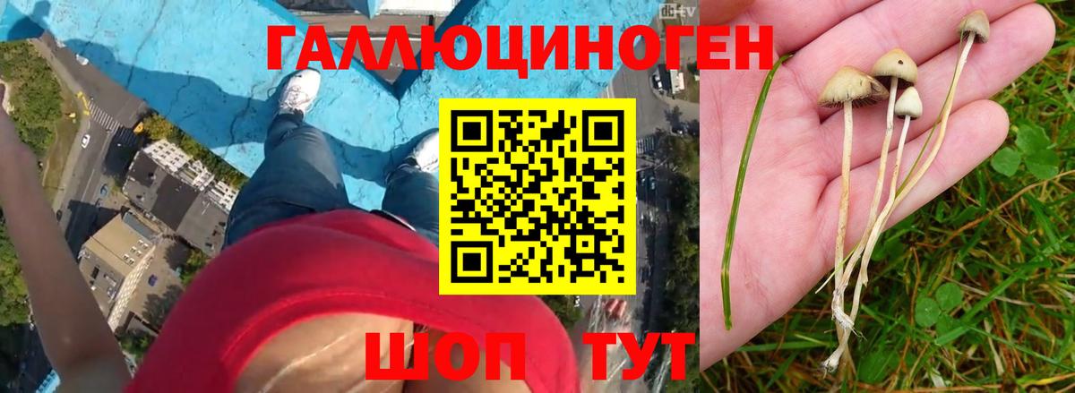 Галлюциногенные грибы Psilocybe  Вход с VPN  Муравленко 